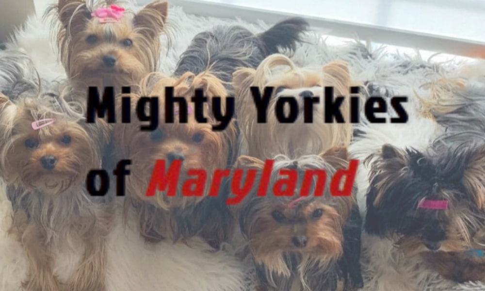 Mighty Yorkies of Maryland
