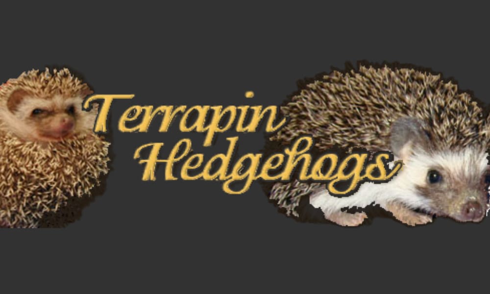 Terrapin Hedgehogs – BY APPT ONLY