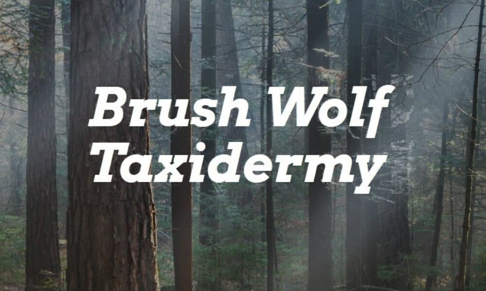 Brush Wolf Taxidermy