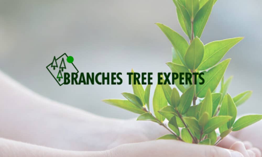 Branches Tree Experts