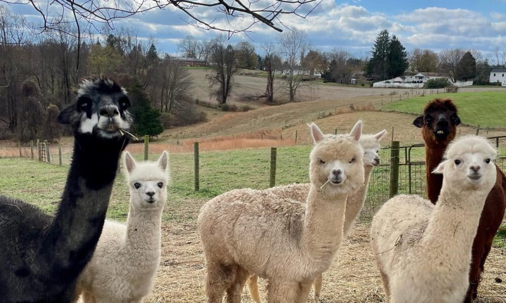 Three Oaks Farm Alpacas