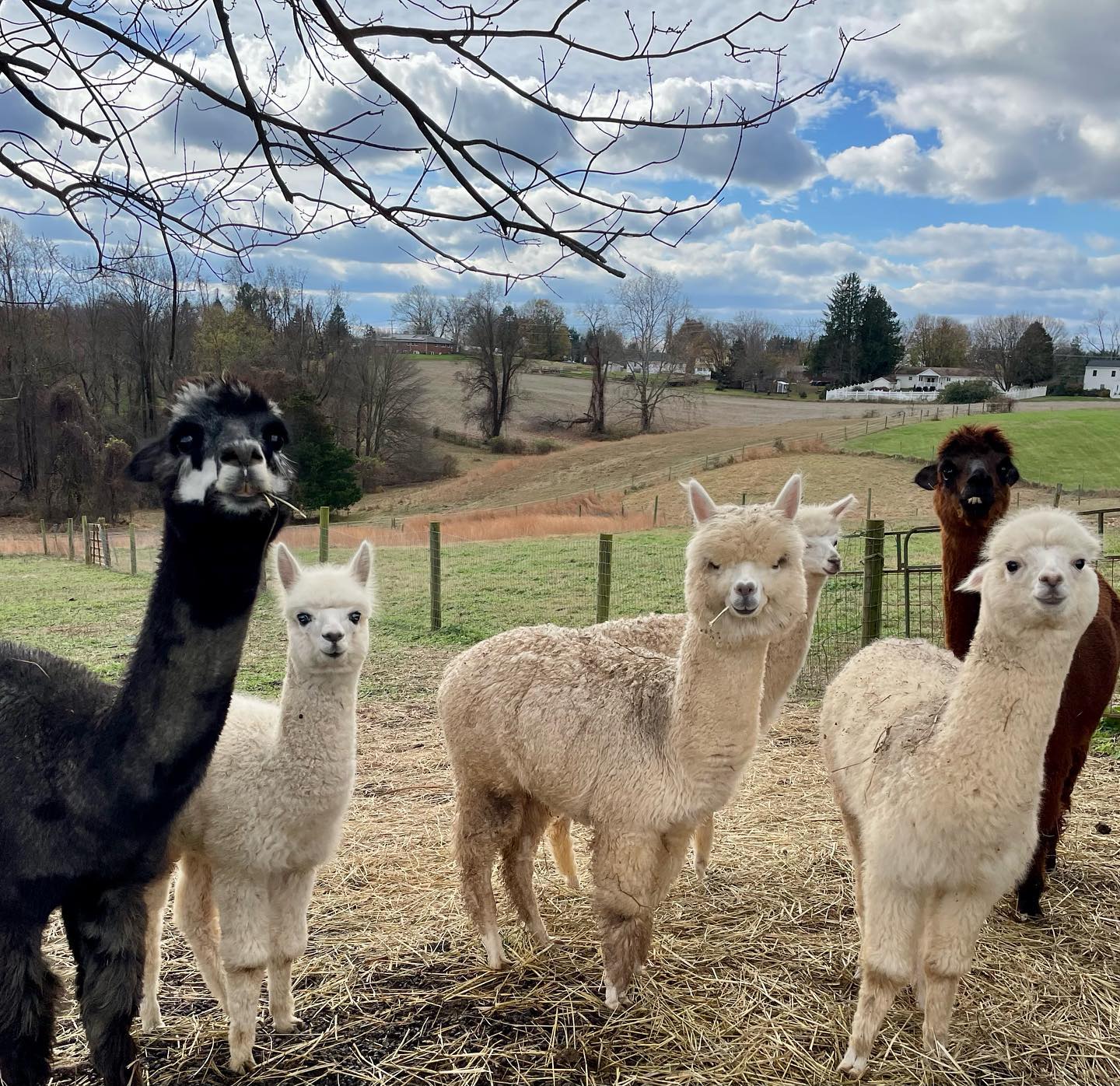 Three Oaks Farm Alpacas